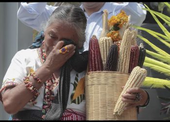Diputados reciben iniciativa de reforma de Claudia Sheinbaum contra el maíz transgénico