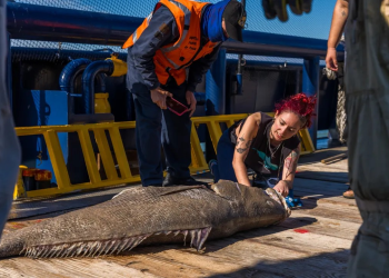 México: “Metas cumplidas” para proteger de la extinción a las últimas ocho vaquitas