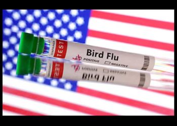 Muere la primera persona por el virus de gripe aviar en Estados Unidos