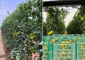 Esta temporada, SunFed ofrece tomates Roma de Sonora por primera vez