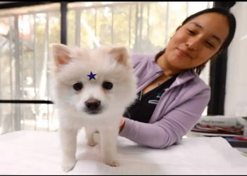 Se multiplican centros médicos para perrhijos y gathijos