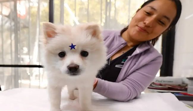 Se multiplican centros médicos para perrhijos y gathijos