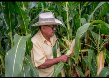 Productores agrícolas reiteran al gobierno federal sacar los granos básicos del esquema del TMEC