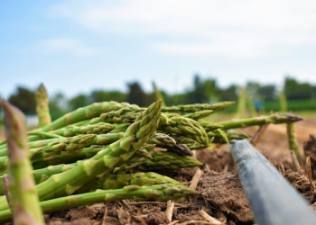 Sonora lidera producción nacional de espárrago