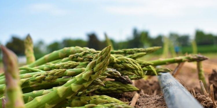 Sonora lidera producción nacional de espárrago