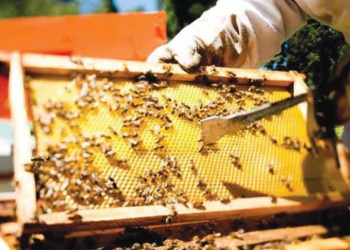 Producción de miel de abeja en Sonora cae más del 60%