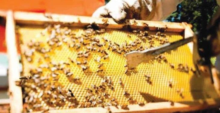 Producción de miel de abeja en Sonora cae más del 60%