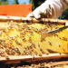 Producción de miel de abeja en Sonora cae más del 60%