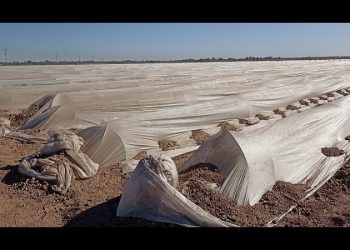 Llama SAGARHPA a proteger ganado, cultivos y no salir a navegación por tormenta invernal.