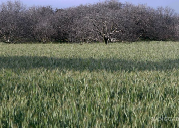 Exentan en 2025 aranceles a la importación de trigo y fertilizantes