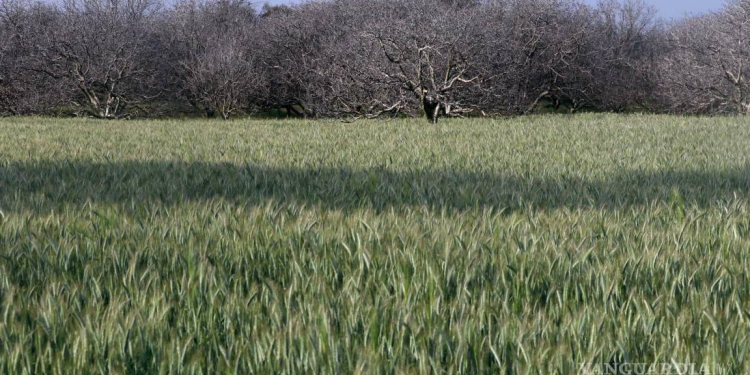 Exentan en 2025 aranceles a la importación de trigo y fertilizantes