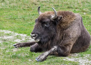 El bisonte europeo sí estuvo antes en España: hallan su ADN en restos prehistóricos