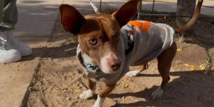 Salvando ‘patitas’: perrito Max cambia su vida al llegar a un nuevo hogar