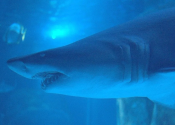 Tiburón blanco acecha aguas de Sonora y mutila a tiburón tigre