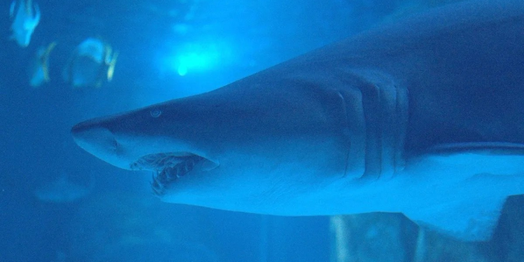 Tiburón blanco acecha aguas de Sonora y mutila a tiburón tigre