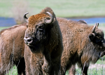 Hallazgos recientes reavivan el debate sobre la presencia del bisonte europeo en España