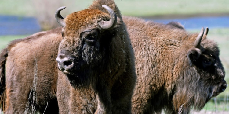 Hallazgos recientes reavivan el debate sobre la presencia del bisonte europeo en España