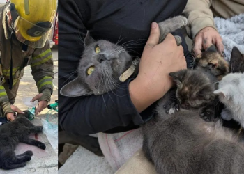 Bomberos Rescatan a Pareja de Gatos y a sus Cinco Gatitos de Incendio en Hermosillo