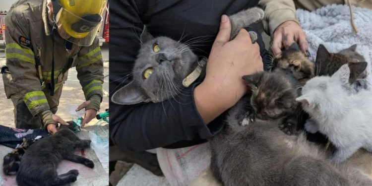 Bomberos Rescatan a Pareja de Gatos y a sus Cinco Gatitos de Incendio en Hermosillo