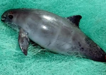 En puerta fallo sobre omisiones de México en caso vaquita marina en marco del T-MEC