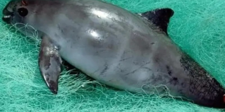 En puerta fallo sobre omisiones de México en caso vaquita marina en marco del T-MEC