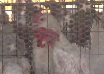 Especialista Descarta Alarma en Sonora por Primer Caso de Gripe Aviar en Estados Unidos