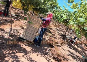 Buscan en Álamo a trabajadores agrícolas interesados en irse a Sonora