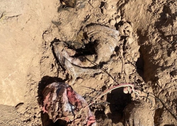 Hallan cuatro fosas clandestinas al poniente de Hermosillo