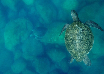 “El llanto de las tortugas”: Un documental sobre cambio, conciencia conservación del mar en Sonora