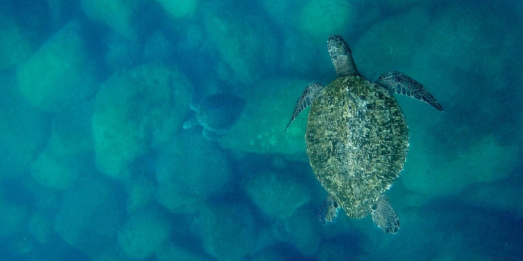 “El llanto de las tortugas”: Un documental sobre cambio, conciencia conservación del mar en Sonora