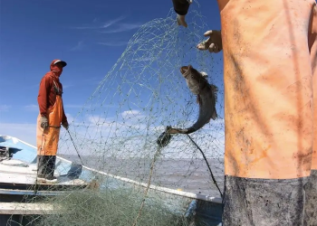 México rendirá cuentas en Ginebra sobre vaquita marina y totoaba