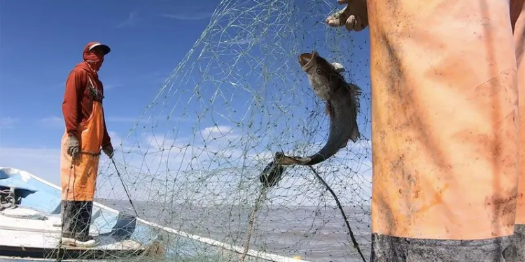 México rendirá cuentas en Ginebra sobre vaquita marina y totoaba