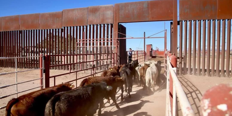 Sonora reactiva exportación de ganado a Estados Unidos