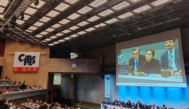 México informa a CITES los avances del Plan de Acción para controlar la pesca de totoaba y proteger a la vaquita marina