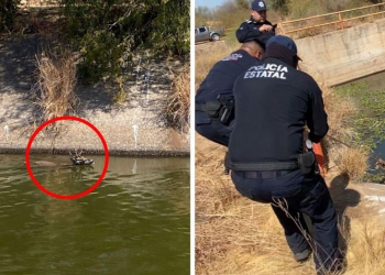 Rescatan a venado que cayó en canal de riego en Huatabampo