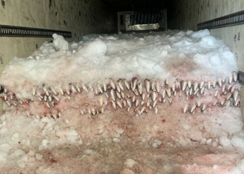 Inicia nueva temporada de pesca de curvina golfina con redes ilegales en zona vaquita