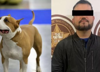 Detienen a hombre por matar brutalmente a “Popeye”, un perro Bull Terrier en Cananea