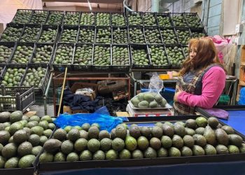 Envía Michoacán más de 110 mil toneladas de aguacate a EU