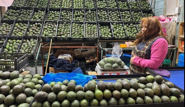 Envía Michoacán más de 110 mil toneladas de aguacate a EU