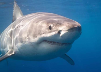 Tiburón blanco de 7 metros acecha a pescadores en playas del sur de Sonora