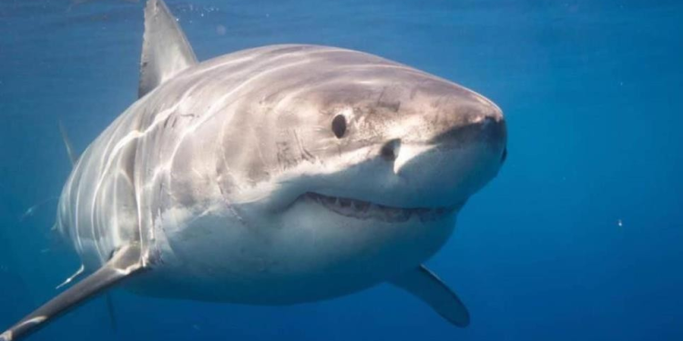 Tiburón blanco de 7 metros acecha a pescadores en playas del sur de Sonora