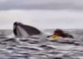 Una ballena traga y escupe a un hombre que navegaba en kayak por el estrecho de Magallanes