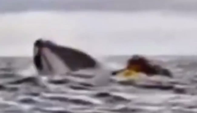 Una ballena traga y escupe a un hombre que navegaba en kayak por el estrecho de Magallanes