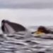 Una ballena traga y escupe a un hombre que navegaba en kayak por el estrecho de Magallanes