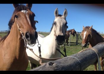 Científicos logran nacimiento de primeros caballos genéticamente editados del mundo