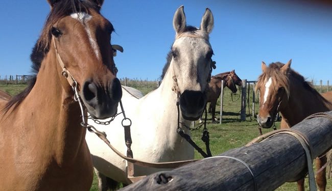 Científicos logran nacimiento de primeros caballos genéticamente editados del mundo