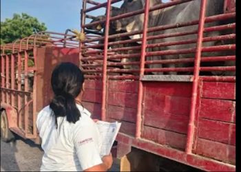 Van 3 mil 500 ganaderos capacitados contra gusano barrenador