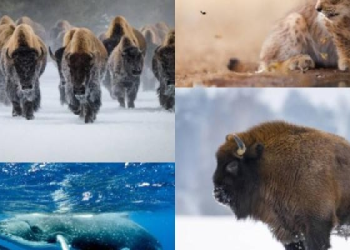 Ejemplos exitosos en la conservación de especies en peligro de extinción