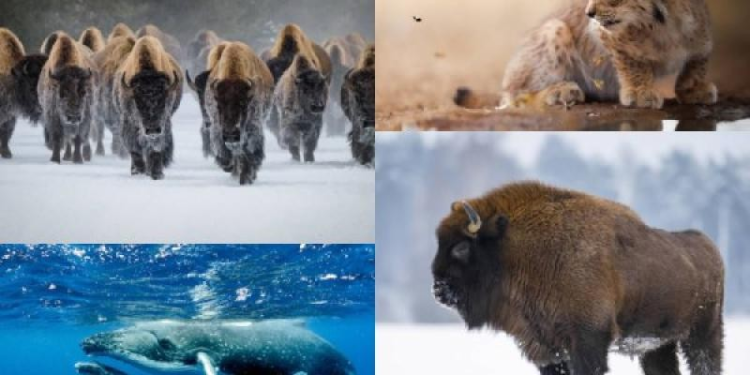 Ejemplos exitosos en la conservación de especies en peligro de extinción