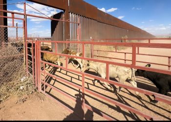 Se reactiva cruce total de ganado por frontera de Sonora